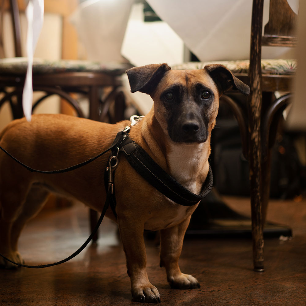 img-dog